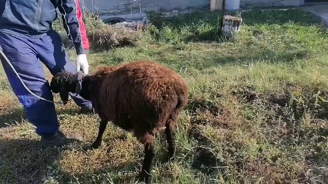 Гиссарские баранчики