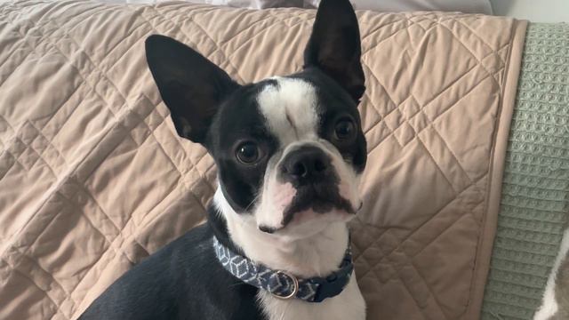 Boston Terrier dog Uriy , Бостон терьер