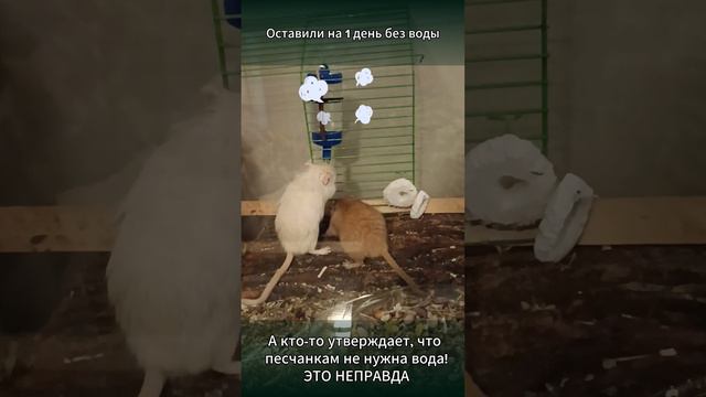 ПЕСЧАНКИ. Старички дерутся за воду #shorts # #gerbil #песчанки #mouse #мыши #funnyvideo #rat #крысы