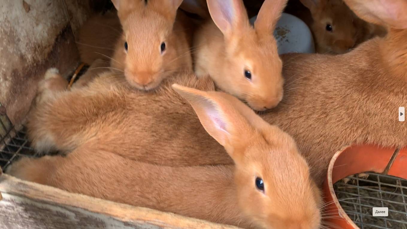 Крольчата Бургундские олучены от мамки