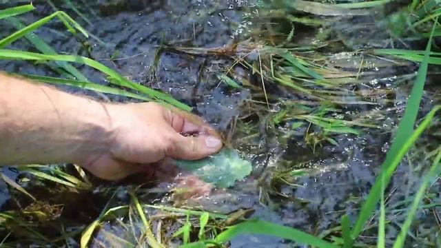 Jewelweed Remedy for Poison Ivy