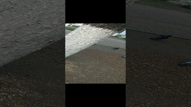VID_20230414_085556.mp4