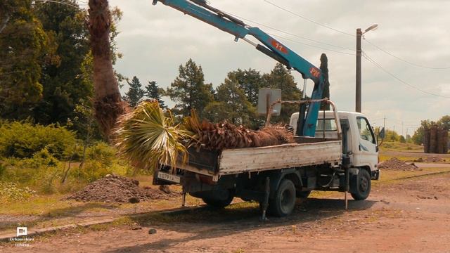 Около 300 пальм планируется высадить в городе Очамчыра. 86 пальм уже красуются на центральной улице