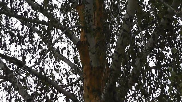 Последствия после удара молнии в зеленое дерево (Короткое видео)