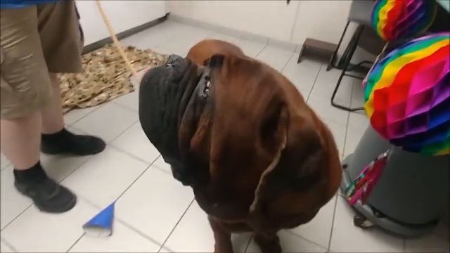 Big Mastiff Pup Hooch Needs A Home!