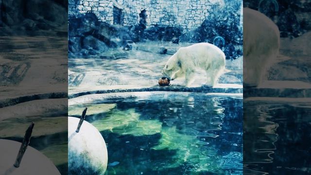 Забавы белого медведя в Московском зоопарке