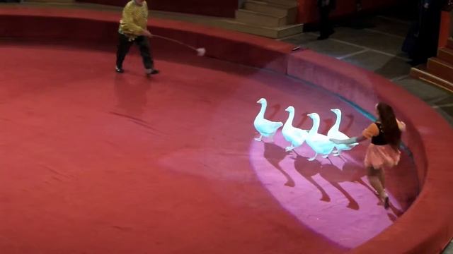 Гуси. Цирк. Дерзкий гусь в цирке. Geese. Circus. Cheeky goose in circus.
