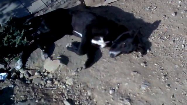 собака танцует во сне.! Прикол!