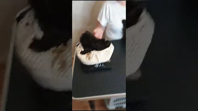 Шоколадные мальчики в продаже!