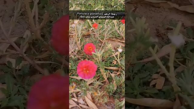 زهور رجلة الزهور Portulaca grandiflora