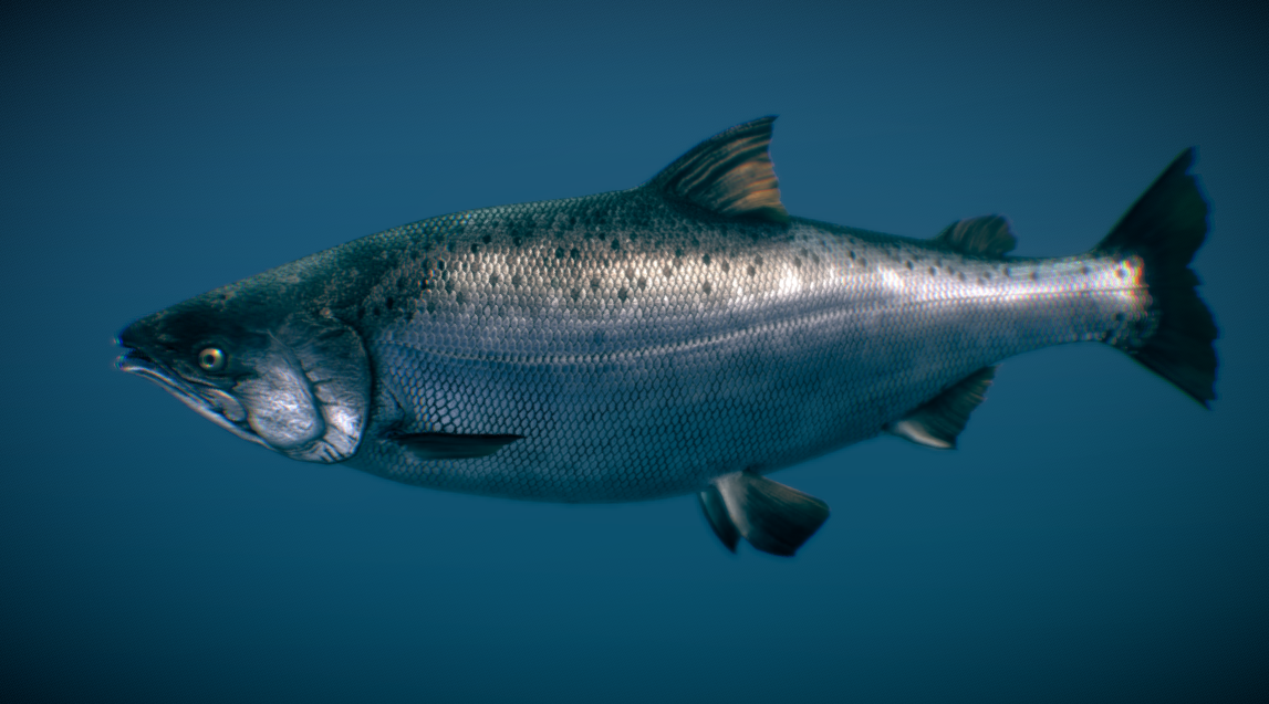 Chinook Salmon ( Ocean phase ) в 3D от NestaEric
