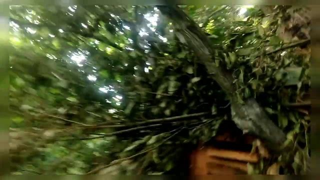 Пойман бродячий рой.