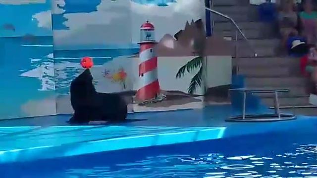 Дельфинарий в Сочи парке
