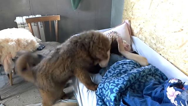 Тибетики будят маму