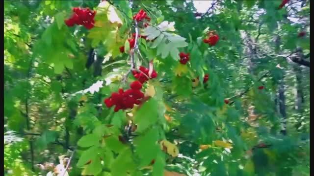 Польза и вред красноплодной рябины