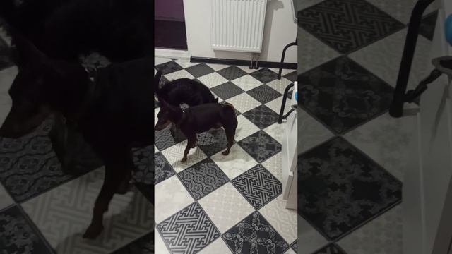 Черный зайка