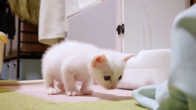 バスが好き過ぎる子猫は立てこもりをしています【赤ちゃん猫 保護猫】