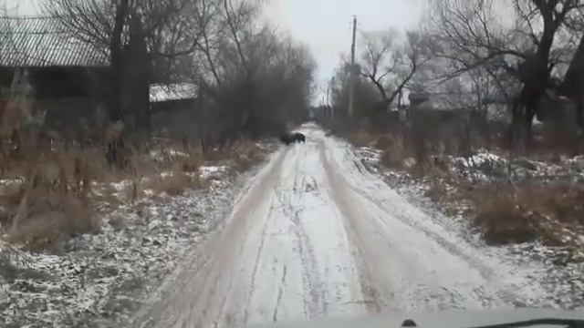 Тверская область !Стадо кабанов по дороге !
