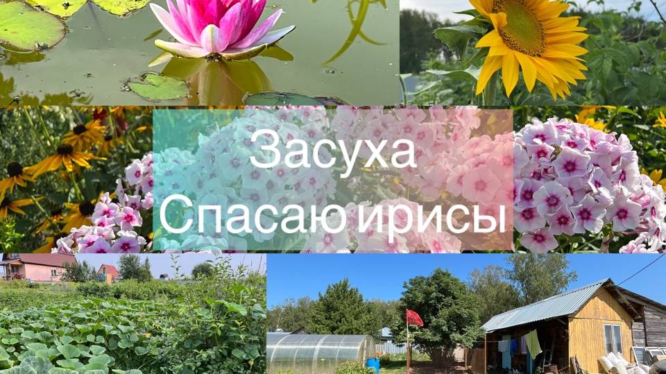 Засуха. Спасаю ирисы