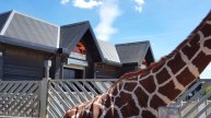 Как кушает жираф! Семейный поход в зоопарк! How Giraffe eats!