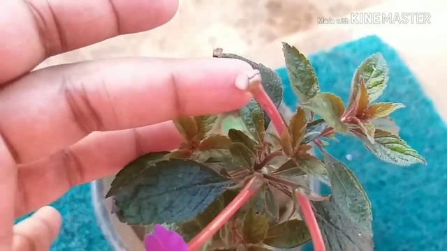 അക്കിമേനേസ് /Achimenes Mexicana plant care