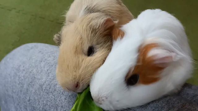 おハナが尊い🙈キャベツ大好きモルモット