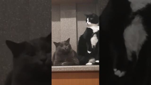 Притворился
