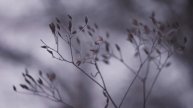 First days of December | Canon 70D, Helios 44M test