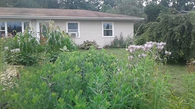 Mailbox garden- Summer.