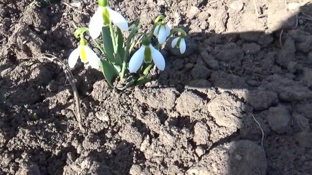 Посадили лук, вкусный обед, Боня обжора, на ужин грибной суп с копченостями, Шаповаловы влог, 30 03