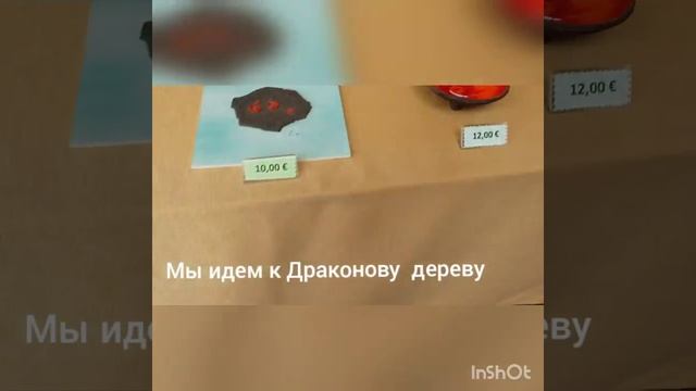 Драконово дерево. Тенерифе.