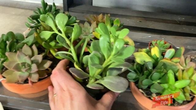 NEW Home Depot Garden Center Garden Plants Flowers Shrubs Vegetable Plants Seeds Landscaping Decor