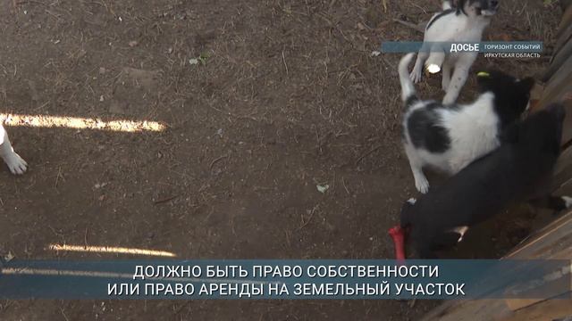 На создание приютов для животных будут предоставлять гранты