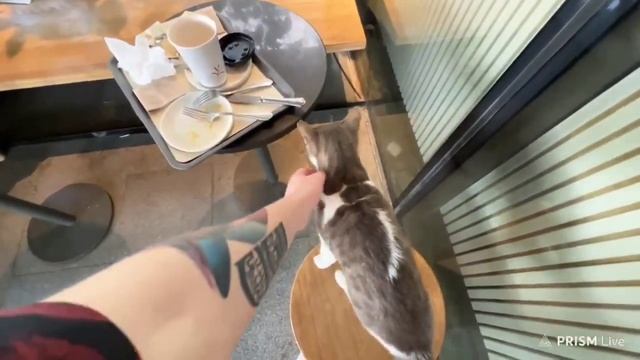 Кот нападает на Злого