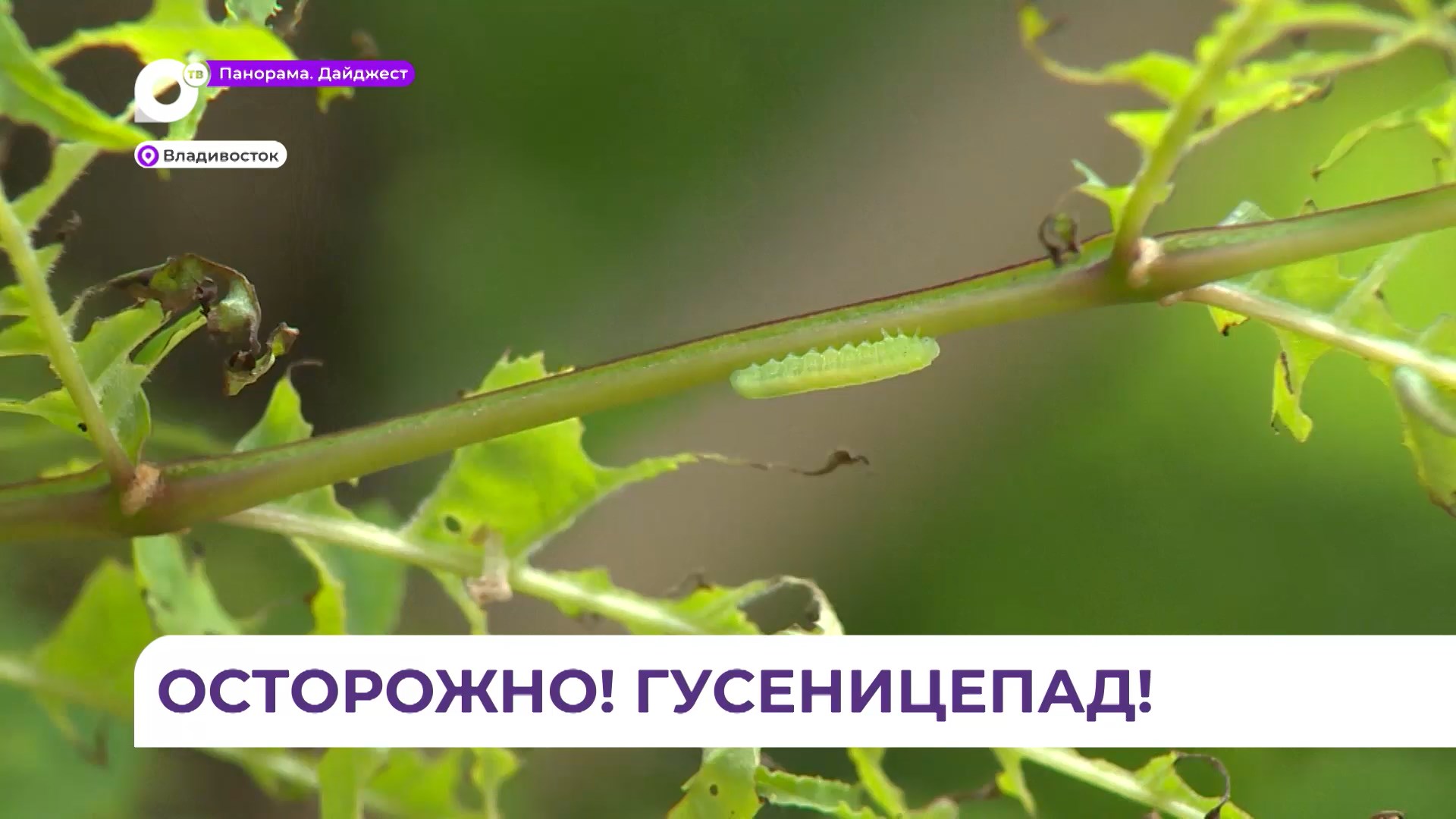 Детские площадки, парки и дворы во Владивостоке атаковали полчища гусениц