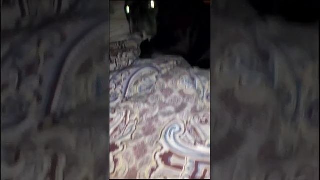 Сон и Моняша ?
французский бульдог.