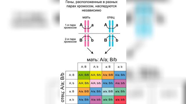 5. Виды размножения, преимущества полового размножения
