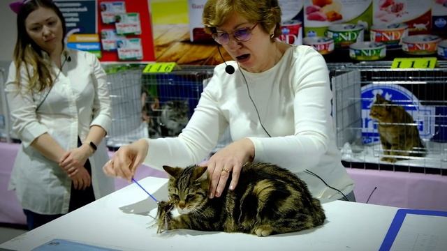 "Международная выставка кошек "Осенний вернисаж - 2023".