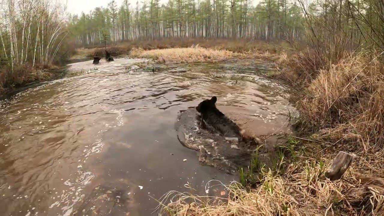 И вышло из берегов озеро от энергии медвежьей.