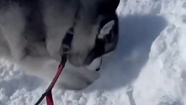 НУЖНО СПРЯТАТЬ НЕ МНОГО СНЕГА.ЗИМА ТО ЗАКАНЧИВАЕТСЯ