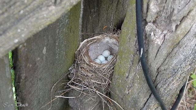 Гніздо коноплянки / Common Linnet nest