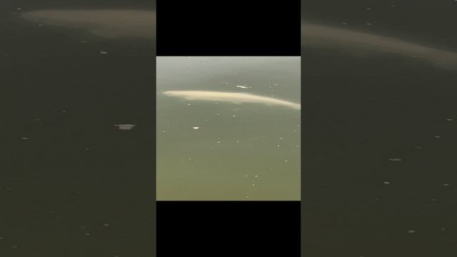 Кормим янтарную форель