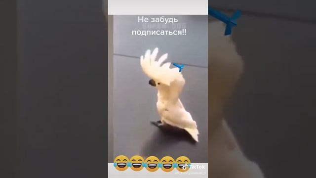Самые смешные истории смех ?