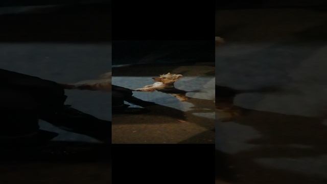 Собака милашка.mp4