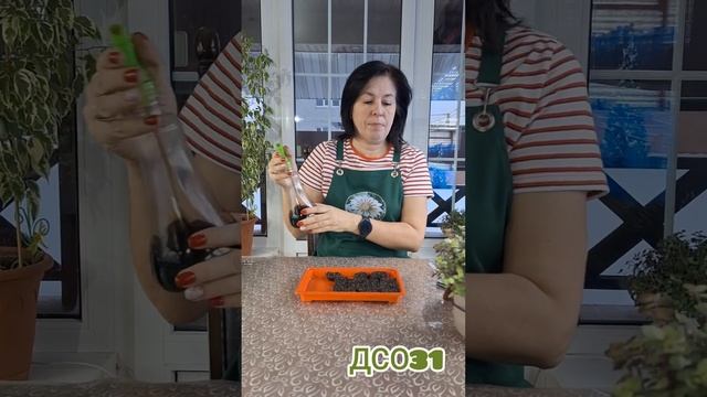 Вечноцветущая бегония - посев в торфяные таблетки.