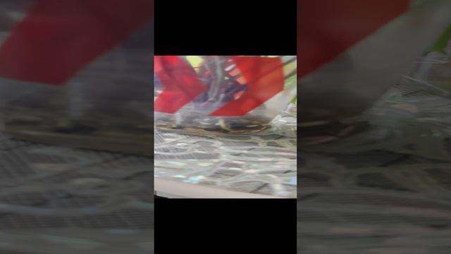 С корабля на бал. Как перенесли растения мое недельное отсутствие.