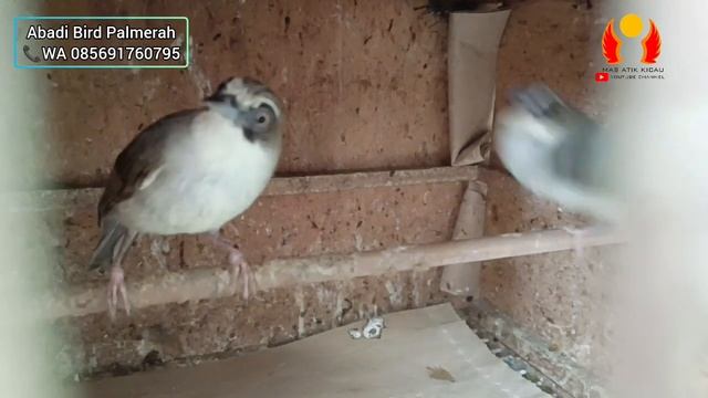 MURAH!!! ABADI BIRD PALMERAH BANJIR KATEM DAN BURUNG SUMATRAAN STOK AMBYARRRR