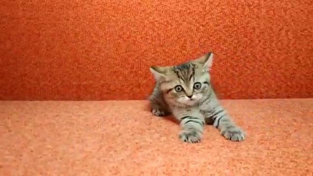 Шотландский ласковый малыш 14.05.2018 г.р.