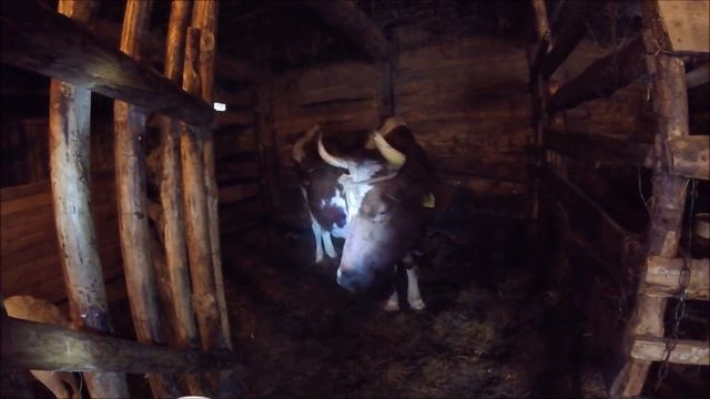 Беспривязное содержание коровы на глубокой подстилке. // Жизнь в деревне.