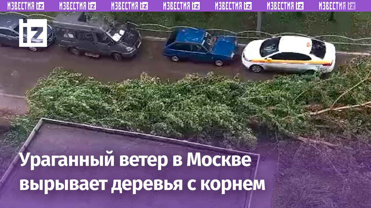 Ураганный ветер в Москве вырвал деревья с корнем / Известия